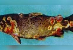 Balıkta 'VHS' tehdidi