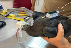 Kelaynağa 'kırmızı' koruma