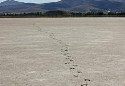 Seyfe Gölü tamamen kuruyunca cevizin rekoltesi düştü