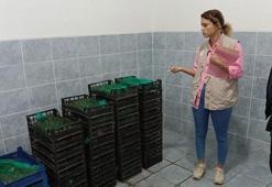 Edirne'de, 800 kilo kaçak midyeyle yakalanan kişiye 331 bin lira ceza