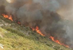 Muğla'da makilik yangını