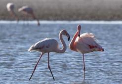 Küresel ısınma, 'allı turnalar'ın üreme noktalarını değiştirebilir