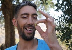 Mardin’de zeytin hasadı 'Dünyanın en uzun adamı' Sultan Kösen'in de katılımıyla başladı