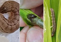 Çiftçilerin yeni düşmanı: Güz tırtılı