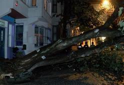 Üsküdar'da evin bahçe duvarına ağaç devrildi