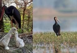 Çekya'nın uydu vericiyle takip ettiği yavru leylek Türkiye'de