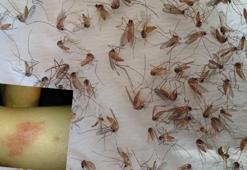 Küresel ısınmayla vektörel hastalıklar tehlikesi