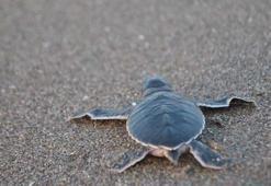 589 bin 112 deniz kaplumbağası, denizle buluştu