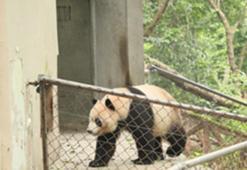 Pandaların hayata tutunduğu park