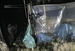 Günlerdir ilçede gezinen bozayı, bu kez evin bahçesine girdi