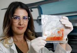 Domates, Nobel ödüllü yöntemle hastalıklara dayanıklı ve daha verimli olacak