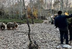 Uyarılara aldırmadan ayıları elle besleyip, selfi çekiyorlar