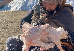 Kars kazının tanesi 1200 TL