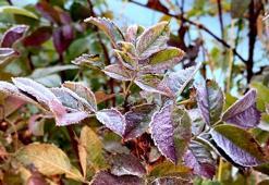 Ardahan’da soğuk hava ve kırağı etkili oldu