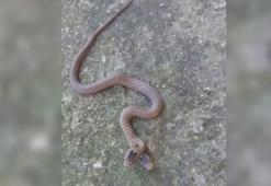 Çift başlı yılan, genetik bozukluğun sonucu