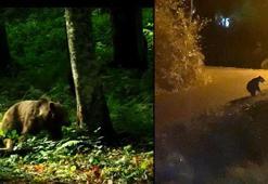 Doç. Dr. Özkazanç: Ormanların amaç dışı kullanımı bozayıları şehirlere indiriyor