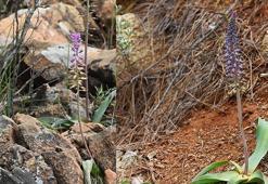 Muğla'da yeni bir bitki türü keşfedildi; Balan sümbülü