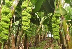 'Tropik meyveler yer altı sularını yok ediyor, üretimi durdurulsun'