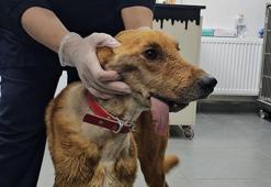 Çenesi alınan 'Mucize', kendi kendine besleniyor