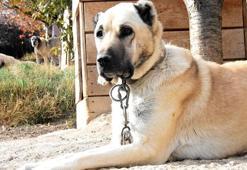 Kangalların 'akraba' eşleşmesi, ırkın gerilemesine neden oluyor