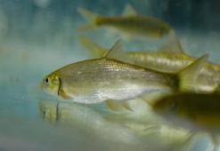 Nesli tehlike altındaki 3 balık türü, Antalya'da üretildi