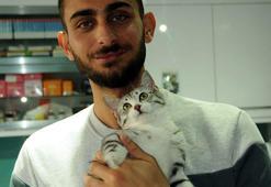 Tek patisi olmayan kedi, Almanya'ya sahiplendirildi