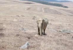 'Ardahan'da fil görüldü' iddiasına Valilik'ten yalanlama