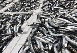 Hamside 'aşırı avcılık' ile yok olma tehlikesi