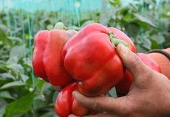 Örtüaltı hasat başladı, fiyatlardaki düşüş yüzde 50'yi buldu