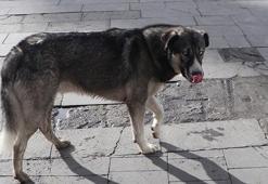 Prof. Dr. Sabuncuoğlu: 'Köpek görünce ağaç olacaksın' düşüncesi yanlış