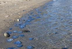 Foça'da denizanası istilası kasım ayında da devam ediyor