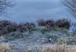 Ardahan'da soğuk hava; camlar dondu, bitkiler kırağı tuttu