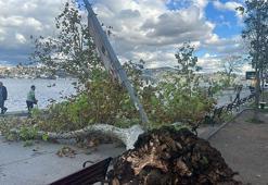 Sarıyer'de çınar ağacı aydınlatma direğinin üzerine devrildi