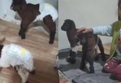 Yeni doğan ikiz oğlaklara, evde bakıyorlar