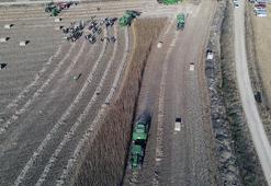 Türkiye’nin ilk tescilli kenevir tohumu ‘Narlı’ hasat edildi