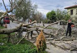 Sapanca’da şiddetli rüzgar ağaç devirdi