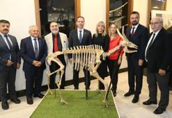 Kayseri'de bulunan 7,5 milyon yıllık fosiller, replikalarıyla birlikte sergileniyor