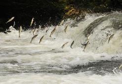 İnci kefallerinin mide ve bağırsaklarında yüksek miktarda mikroplastik bulundu