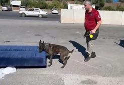 Kamyondaki çekyata gizlenmiş 13 kilo uyuşturucuyu 'Barbara' buldu