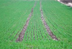 10 günde 158 kilo yağış alan Trakya'da tarlalar yeşerdi