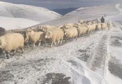Karlı yaylalardan çobanların sürüleriyle zorlu dönüş yolcuğu