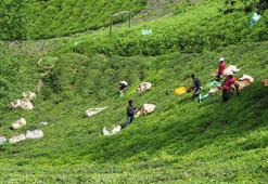 Çayda 'bilinçsiz gübreleme' tehlikesi; toprak kalitesi geriledi