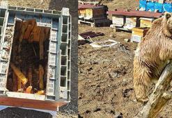 Kış uykusuna yatmayan ayılar, kovanlara dadandı