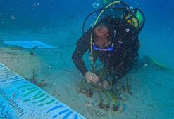 Göcek Körfezi'nde deniz çayırı ekimi yapıldı