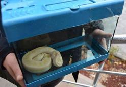 Pitonu satarken suçüstü yakalandı