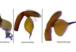 Antalya'da 8 yeni örümcek türü keşfedildi