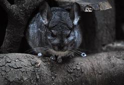 Bursa Hayvanat Bahçesi'ne 2 yeni tür; 137 oldu