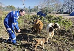 Doğuştan memesi olmayan keçinin yavrusuna sütanne bulundu