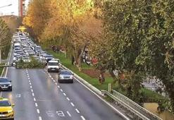 Bakırköy sahil yolunda ağaç yola devrildi
