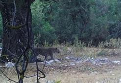 Anadolu parsı yeniden görüntülendi